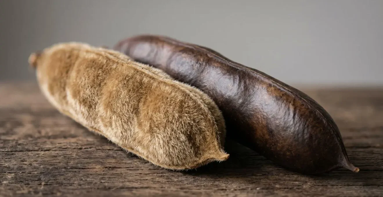 Extreme macro detail of wisteria seed pod surface showing textural difference between fuzzy Asian and smooth American varieties